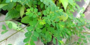 20220516_105617_Quebra pedra calculo renal tratamento