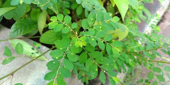 20220516_105617_Quebra pedra calculo renal tratamento