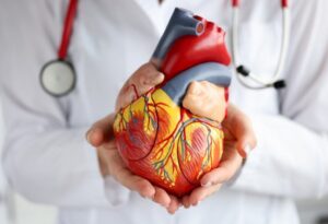 Doctor holding artificial heart model in clinic closeup